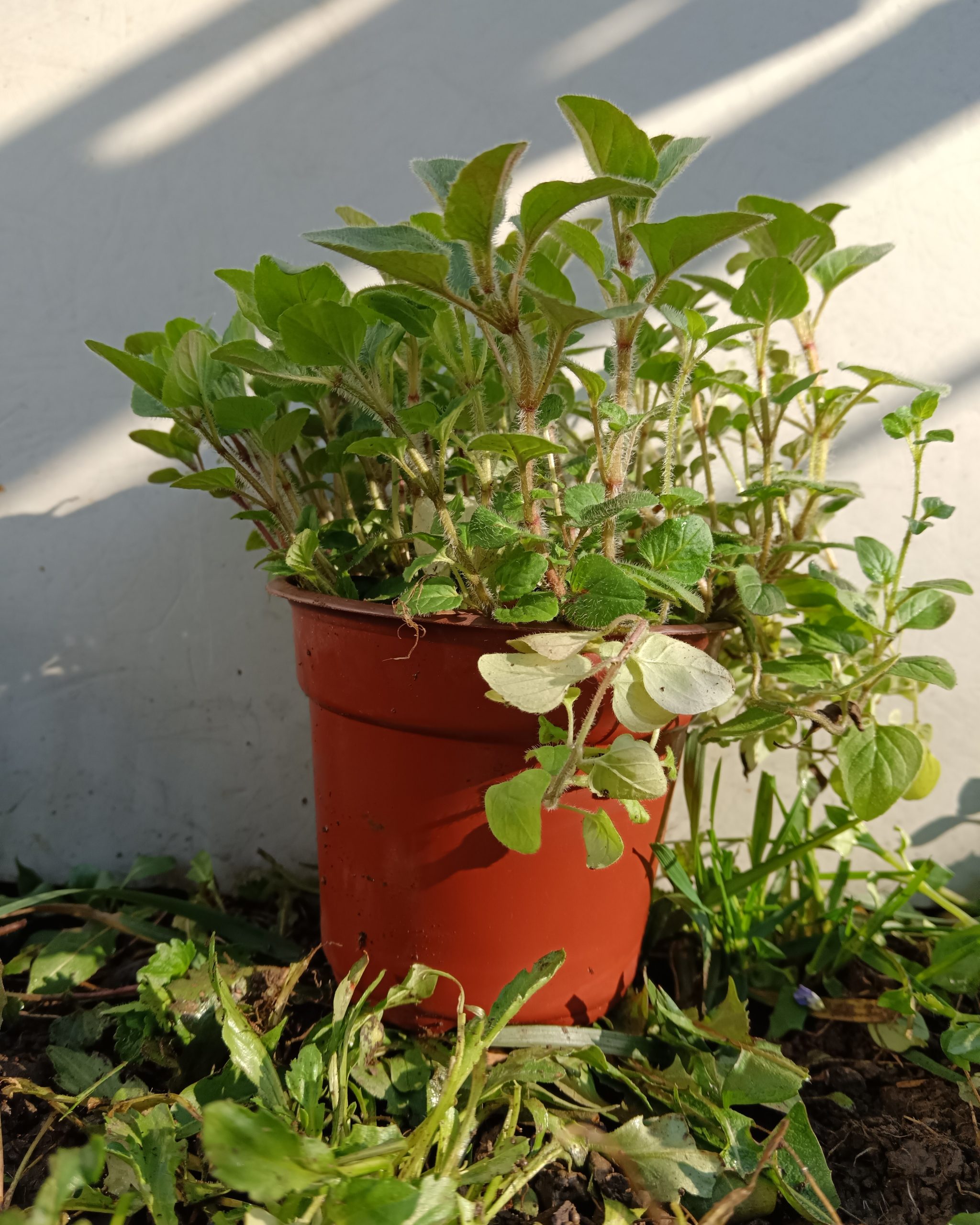 Origano
